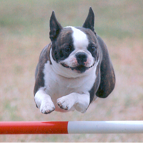 agility training: small dogs
