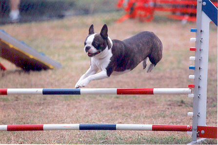 agility: Boston Terrier