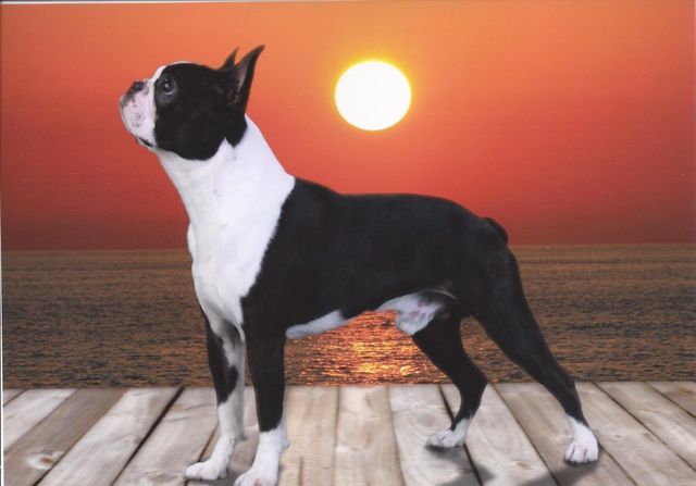 Caden: Boston Terrier in the show ring.