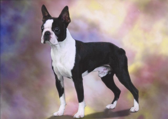 Caden stacks Boston Terrier ready for the show ring.