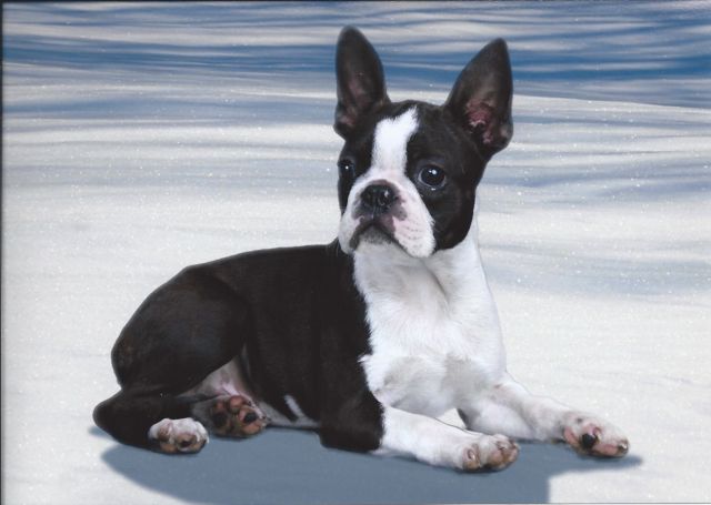 Caleb: toddler Boston Terrier Champion potential for sale