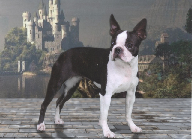 Camille: Boston Terrier show dog for adoption/sale