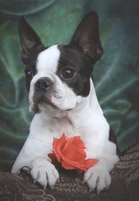female Boston Terrier for adoption