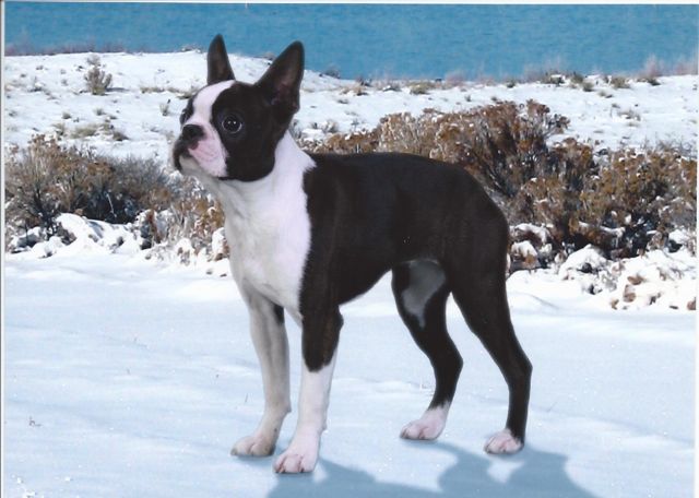 Show dog for sale: Boston Terrier female