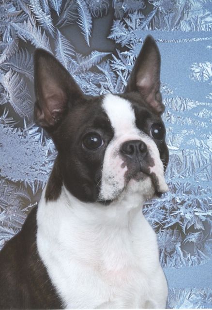 Boston Terrier ice princess