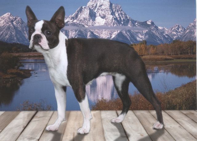 Boston Terrier stack