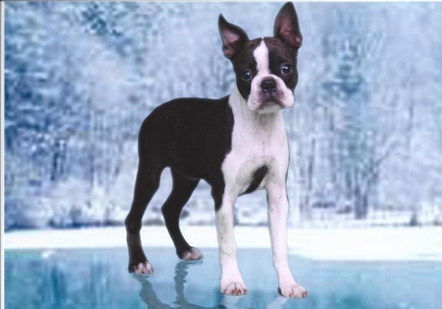 Boston puppy hits the show ring waiting for adoption
