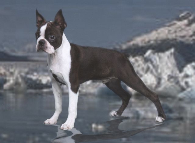 Cosmos Chilling Effects: Boston Terrier show dog for sale