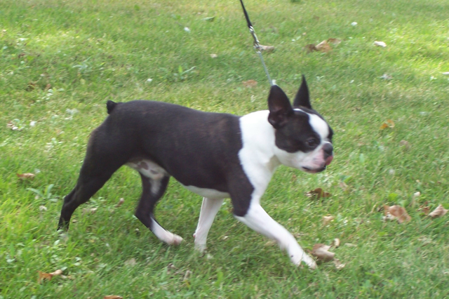 Boston Terrier for sale pedigree Cosmo, Kip, Aires, Sunwoods