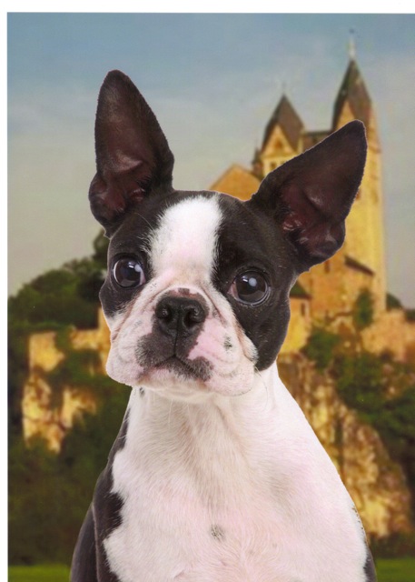 Boston Terrier family with beautiful show dogs of fine pedigree