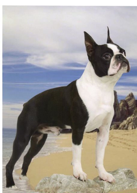 male Boston Terrier AKC show dog available for adoption