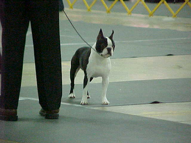 CH. Sharon Valley's Cosmo's Topper Owned by Stoll Boston Terrier