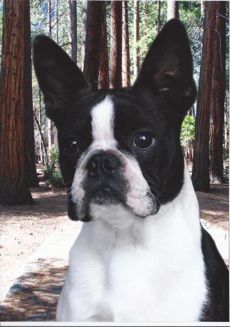 Boston Terrier show dog for adoption