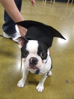 Boston puppy graduation Kindergarten