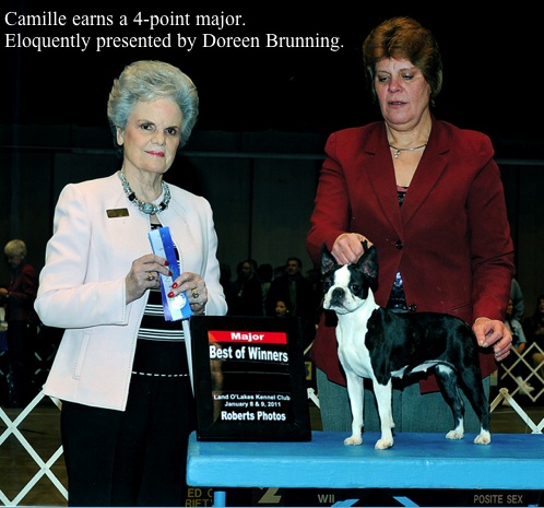 Boston Terrier: future champion female