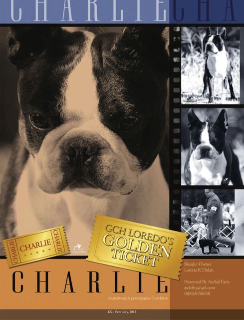 GCH Loredo's Gold Ticket "Charlie" Boston Terrier