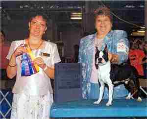 2003 Boston Terrier champion