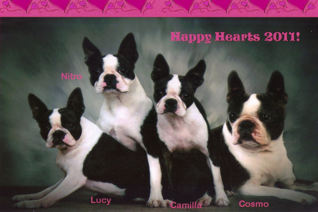 Boston Terriers Cosmo, Lucy, Camilla, Nitro