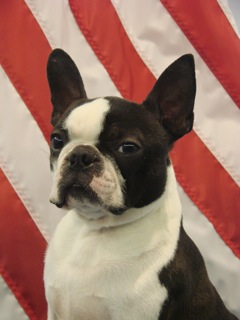 Boston Terrier CH deja-Vu Stacking the Deck: Jack: for sale