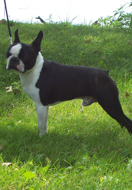 Boston Terrier CH for sale