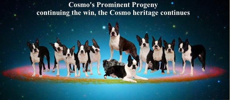 Cosmo'sBoston Terriers: prominent progeny