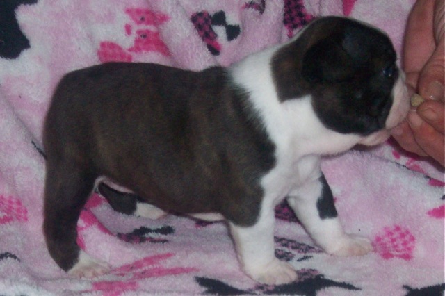 Boston Terrier Puppy for adoption female show potential