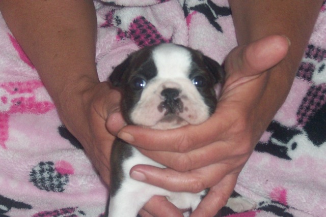 Boston Terrier Puppy for adoption female show potential