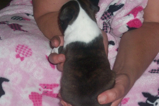 Boston Terrier Puppy for adoption female show potential