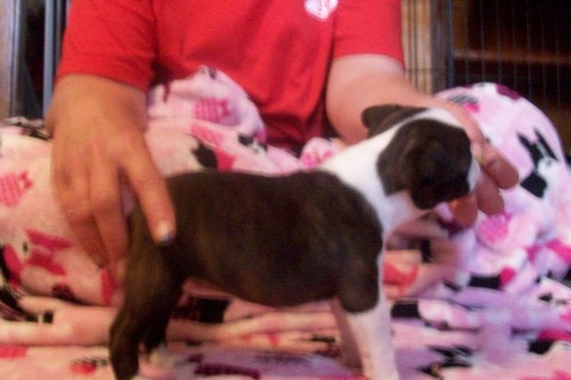 Boston Terrier Puppy for sale female AKC