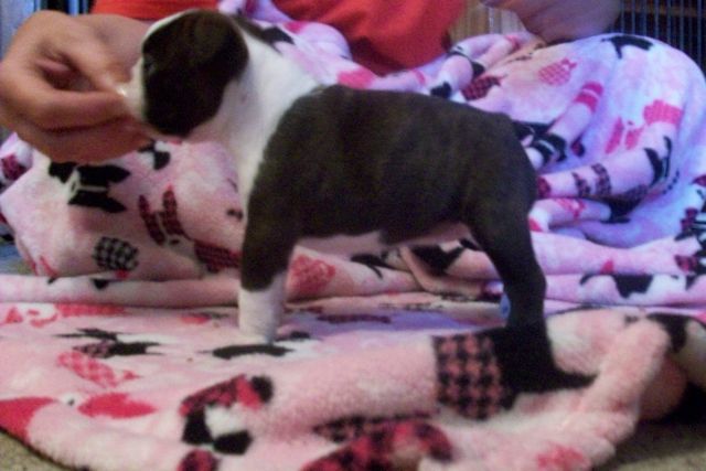 Boston Terrier Puppy for sale female AKC