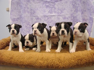 Boston Terrier littler of 6