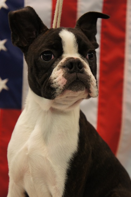 male Boston terrier looking for home