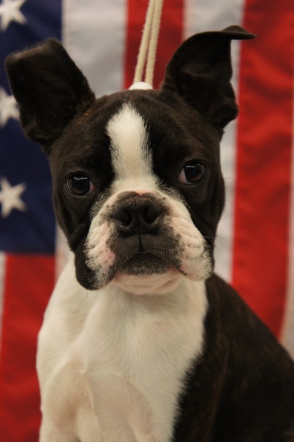 male Boston terrier looking for home