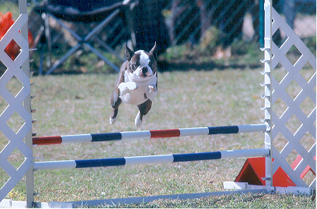 small dog agility