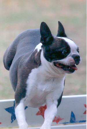 Boston Terrier high jump