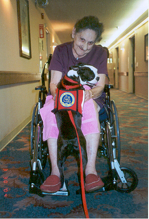 therapy dog: Boston Terrier Annie