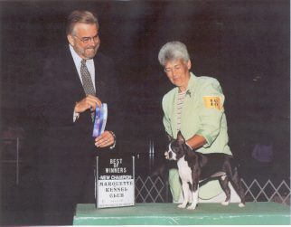 Monica,champion Boston Terrier