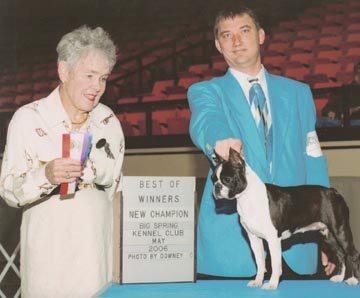 Boston Terrier Champion Dawn, Big Spring KC 