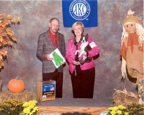 Boston Terrier Champion American Kennel Club, Rinehart Photography 