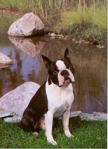 Chip: outdoor loving Boston