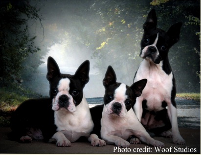 Jeri Good, Boston Terriers  