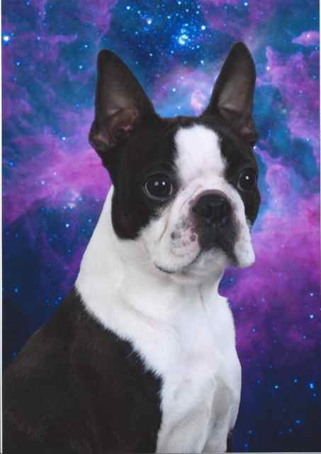 Boston Terrier Caden MichaelChampion 2013