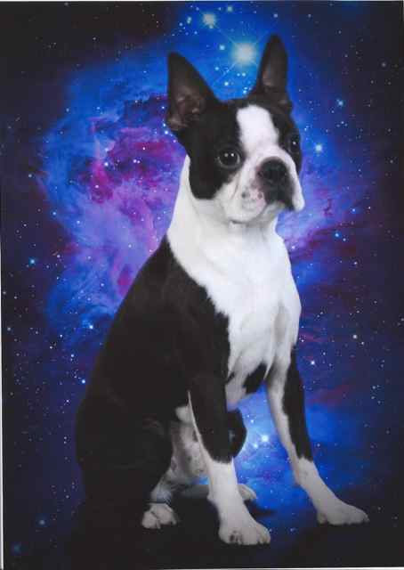 Boston Terrier Caden MichaelChampion 2013