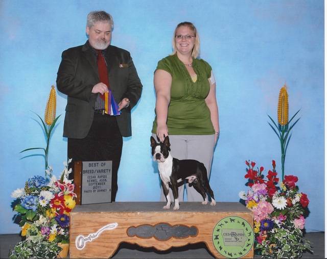 Boston Terrier Best of Breed 2011