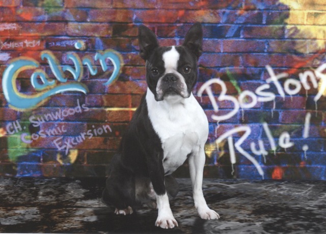 Boston Terrier Champion 2012