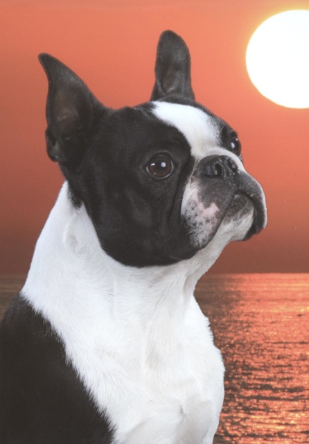 Boston Terrier Champion 2012 ~ Calvin