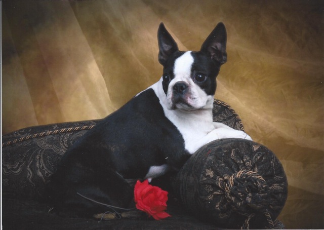 Boston Terrier Champion 2012
