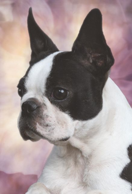 Boston Terrier Champion 2012