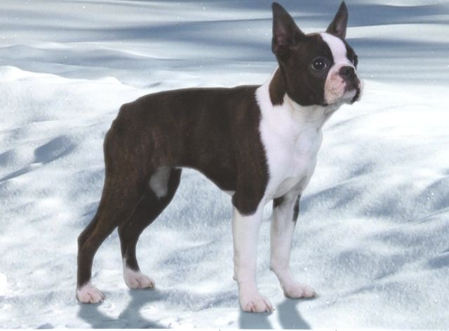 Jeri Good, Boston Terriers  