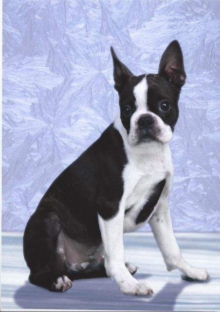 Jeri Good, Boston Terriers  